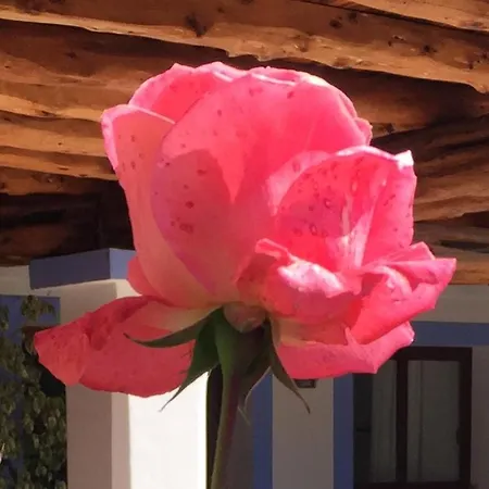 Casa Cova *